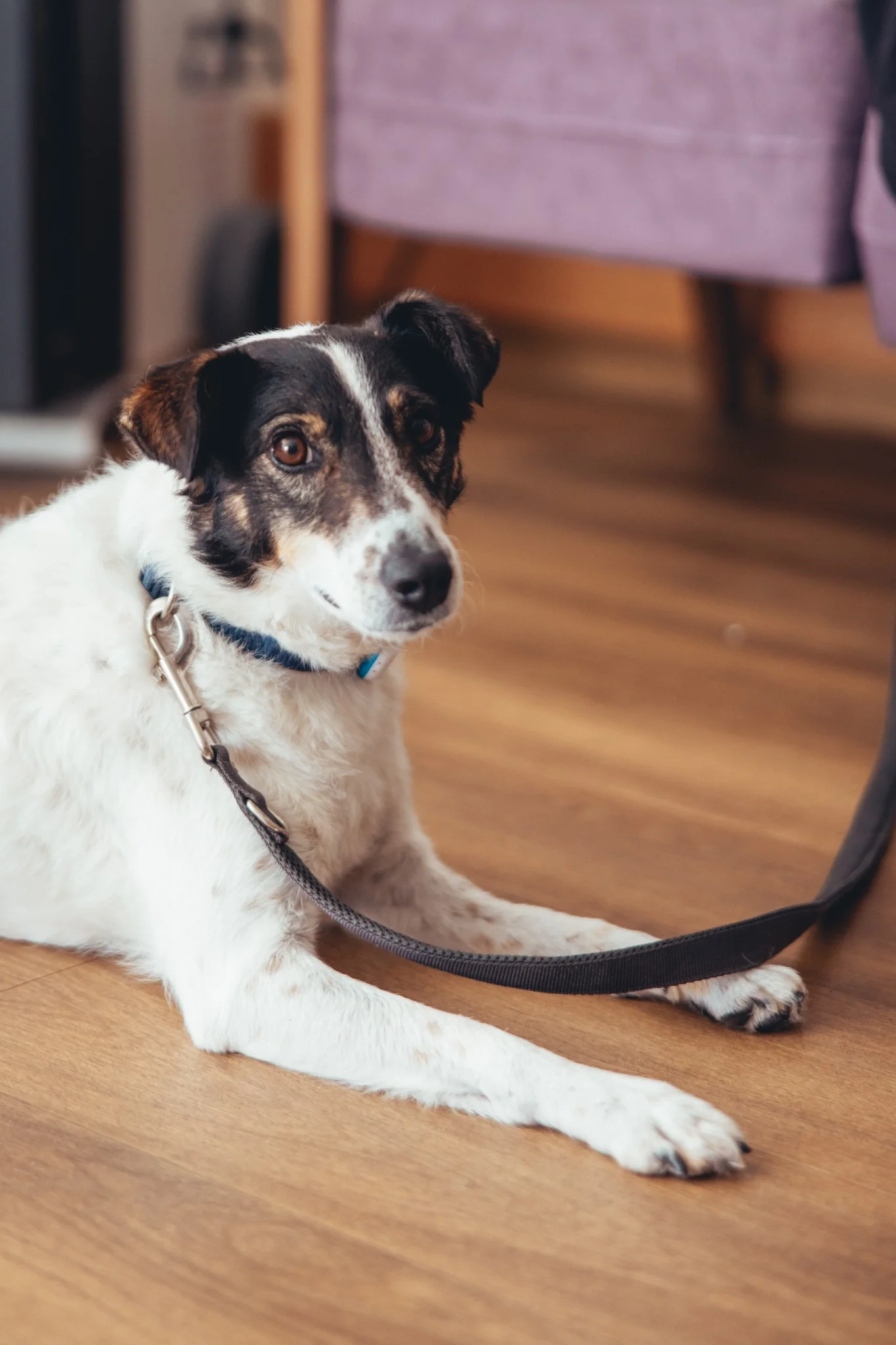 Therapiehund liegt entspannt auf dem Boden im Pflegebereich der Stadtmission Karlsruhe, bereit für eine Interaktion mit Senioren. Tiergestützte Therapie zur Steigerung des Wohlbefindens der Bewohner, unterstützt von der Evangelischen Stadtmission und dokumentiert durch syd.media.